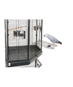 Parrot and shop cage for sale